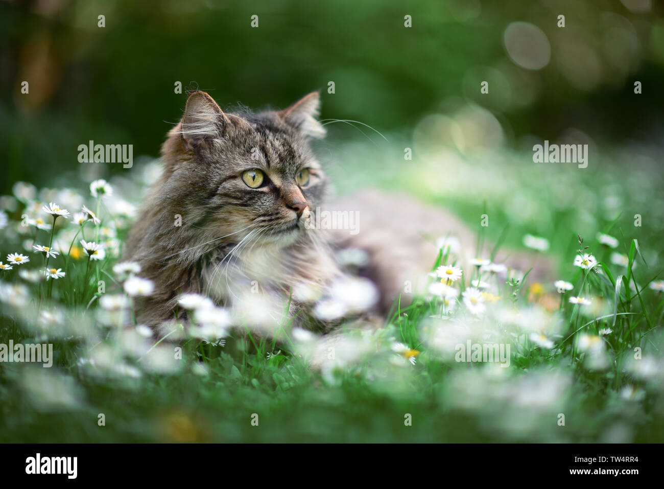 Cat enjoys spring in the garden. Cat outtdoor between flowers Stock ...