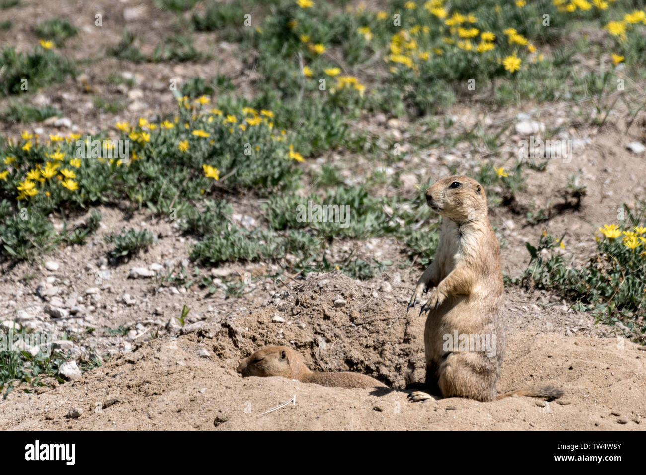 Prairie dog in burrow hi-res stock photography and images - Alamy