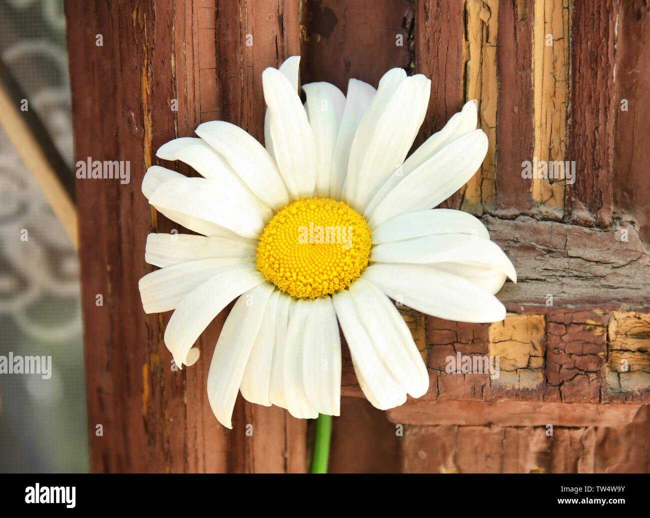 Beautiful chamomile flower decorating old wooden window shutter