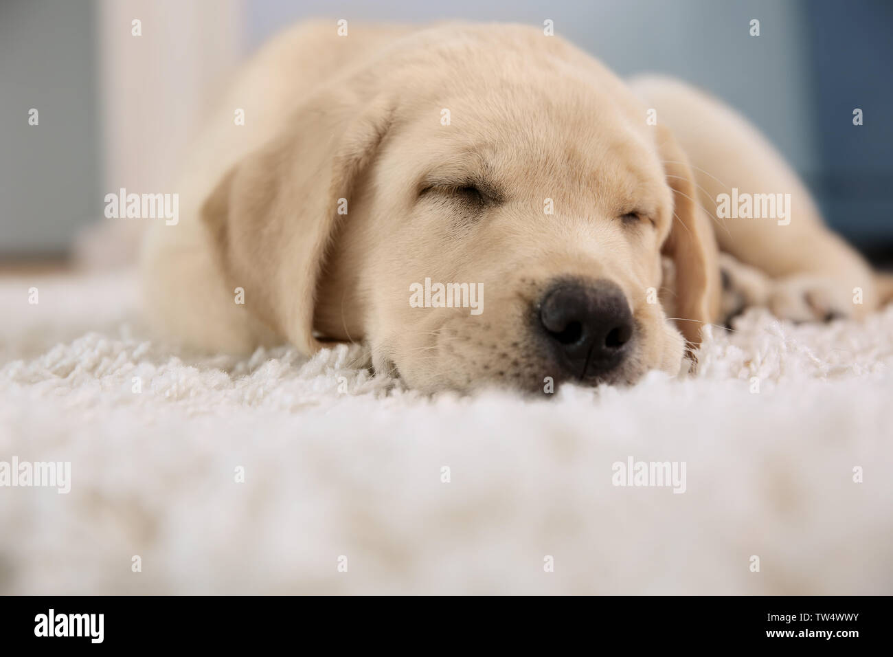 Cute puppy sleeping on floor at home Stock Photo - Alamy
