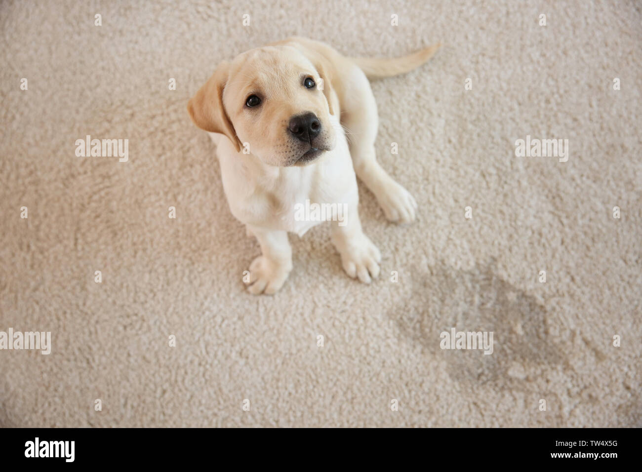 Cute puppy sitting on carpet near wet spot Stock Photo Alamy