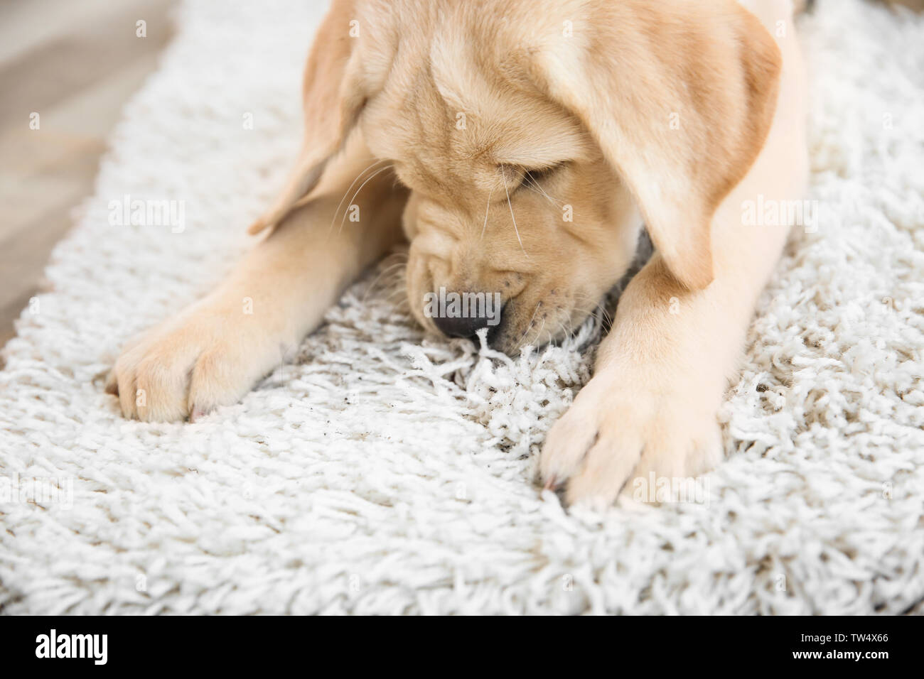 Cute puppy on dirty rug at home Stock Photo - Alamy
