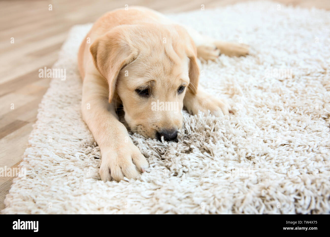 Cute puppy on dirty rug at home Stock Photo - Alamy