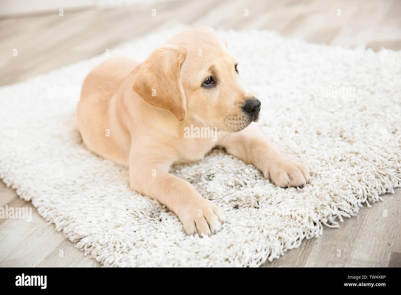 Cute puppy on dirty rug at home Stock Photo Alamy
