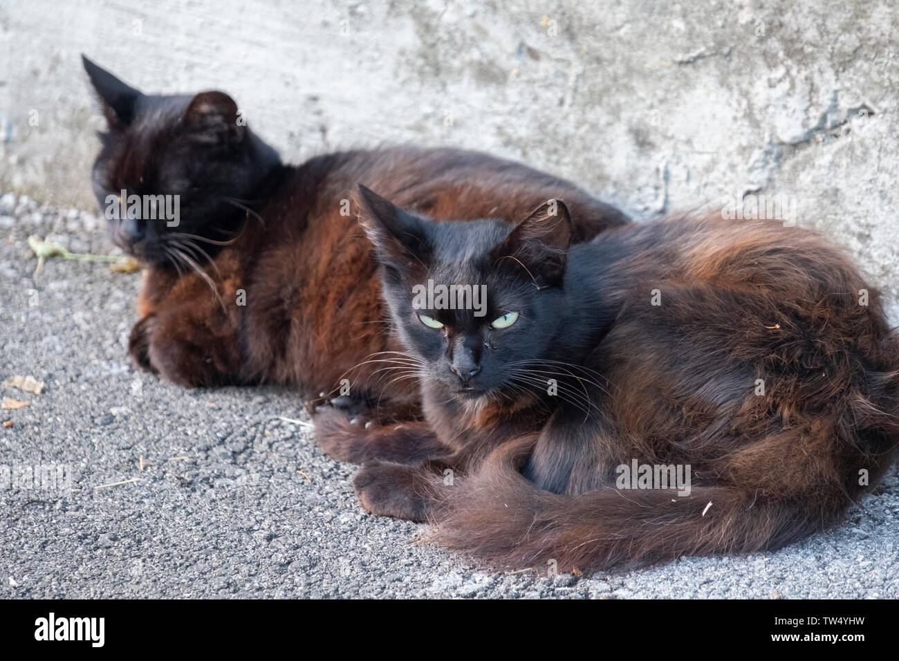 Two dirty stray cats on the city streets. Animal survival in urban