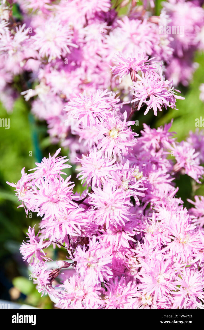 Lychnis 'Jenny'. Stock Photo