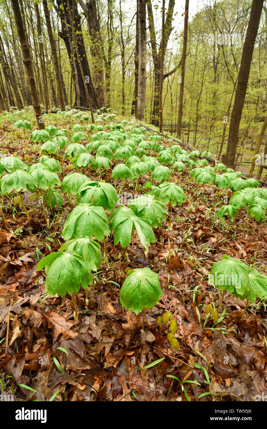 A Cluster Of Mayapple Plants Growing On The Forest Floor In