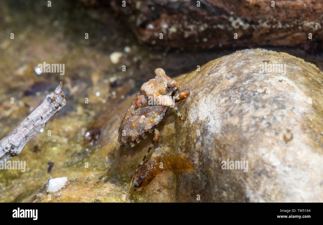 A Bug that Looks Like a Rock the Big-eyed Toad Bug (Gelastocoris oculatus) In a Lake Camouflaged to Look Like its Surroundings Stock Photo