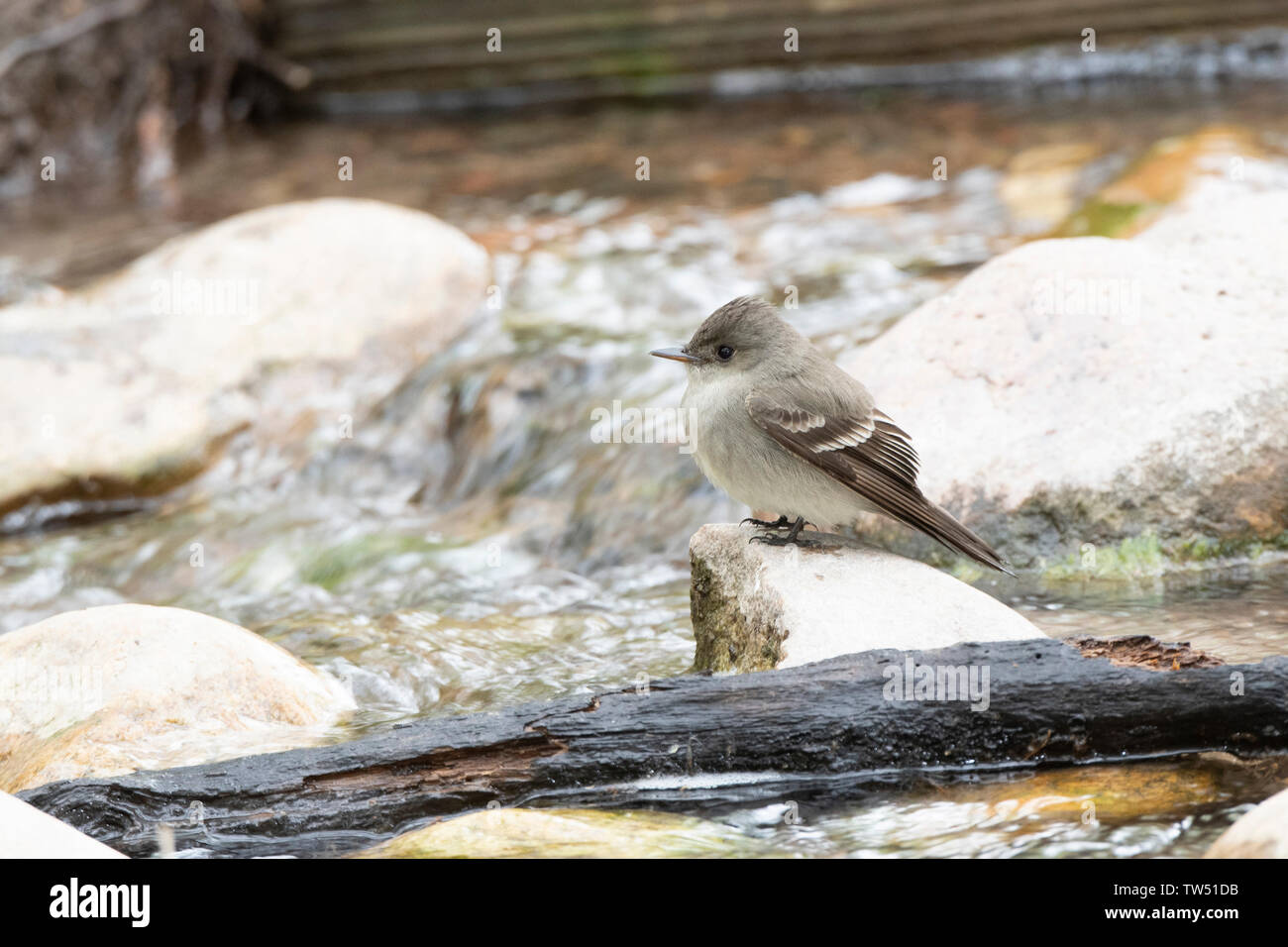 Western Wood-Pewee (Contopus sordidulus) Perched on a Rock by a Small Running Stream Hunting Insects Stock Photo