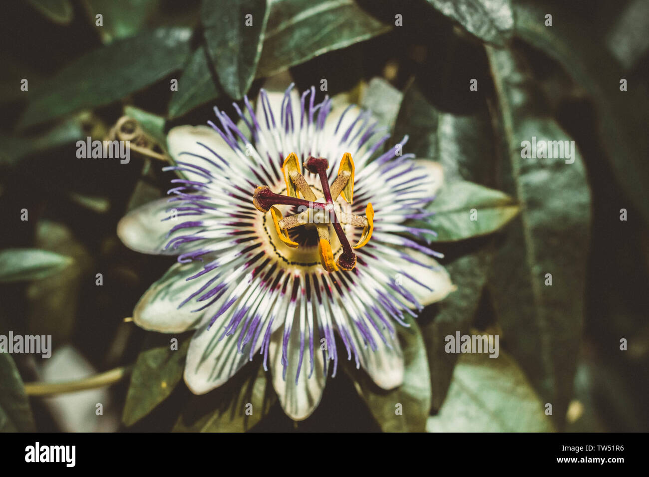 Passion Flower Leaves High Resolution Stock Photography and Images