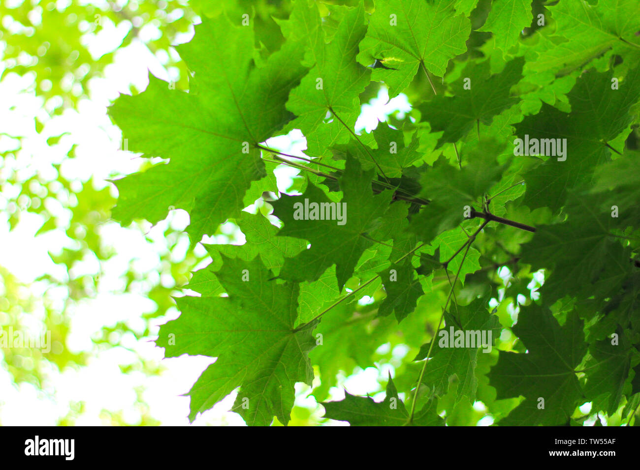 bright green maple leaves against the sky Stock Photo