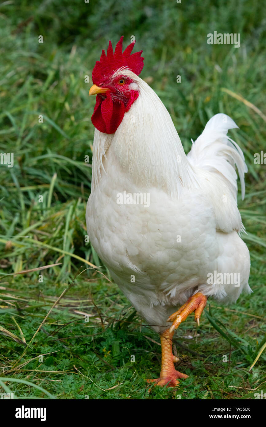 Rooster, Gansu Province, China Stock Photo