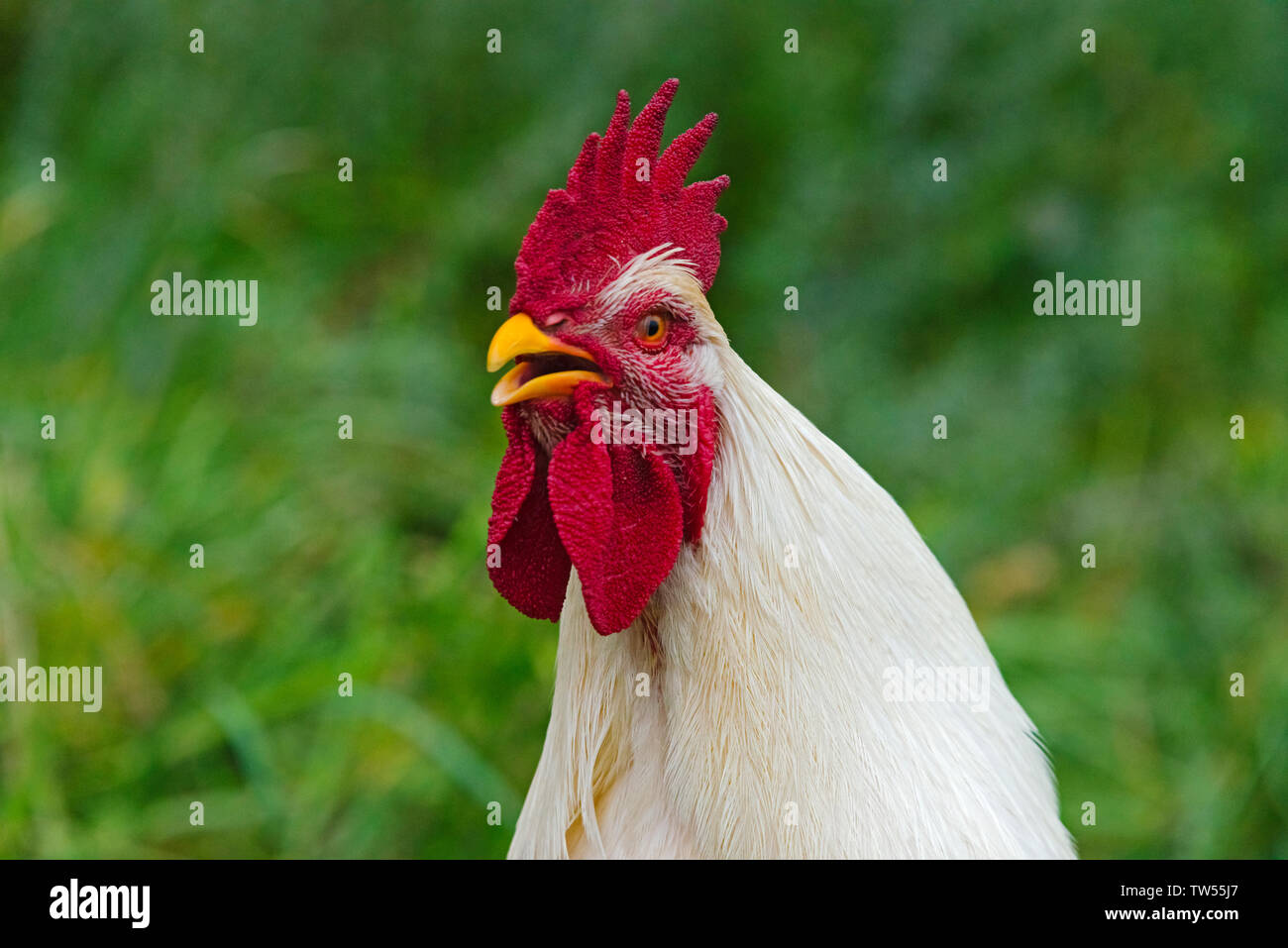 Rooster, Gansu Province, China Stock Photo