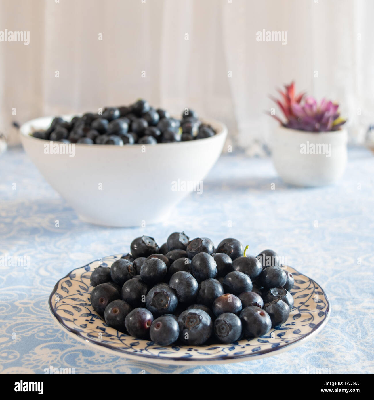 Fresh picked blueberries in a light and bright kitchen environment. Stock Photo