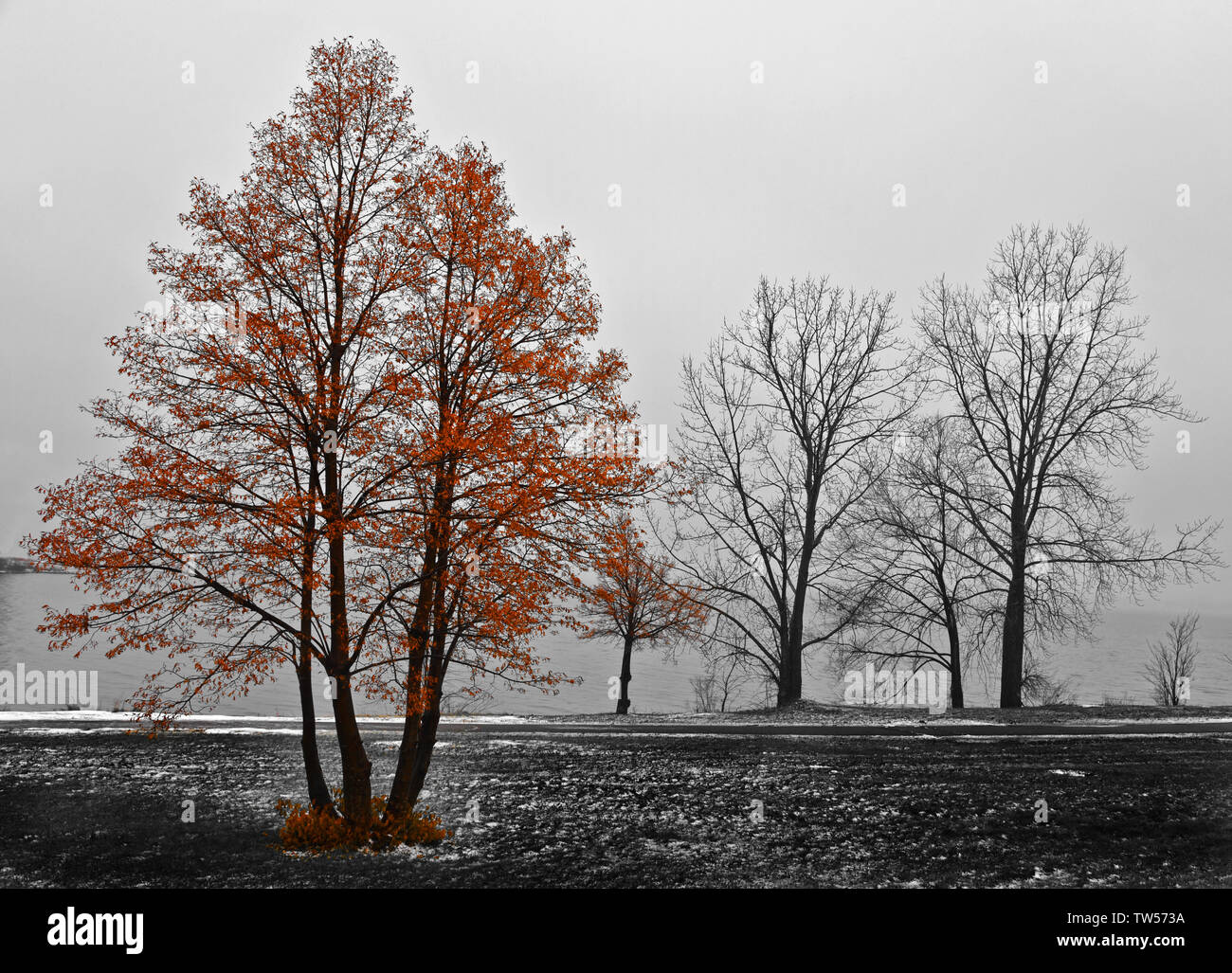 Winter Tree Stock Photo