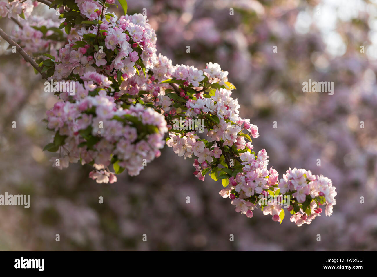 begonia flower Stock Photo