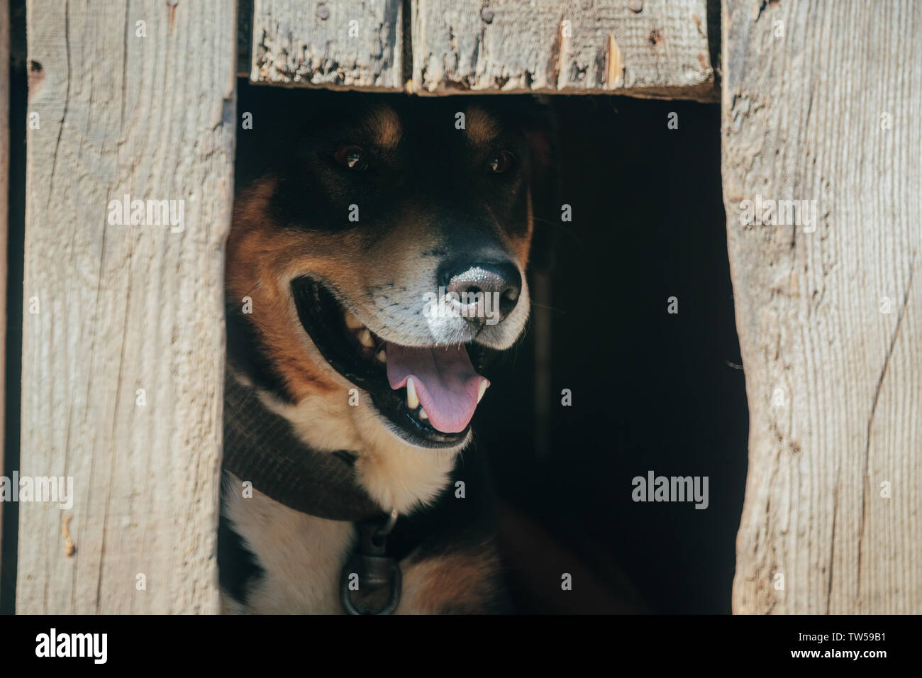 guard dog in a wooden box in the summer Stock Photo