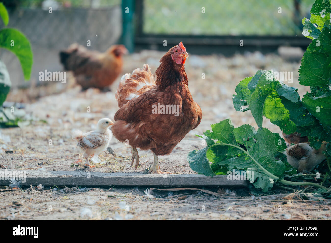 chicken coop with animals in the summer Stock Photo Alamy