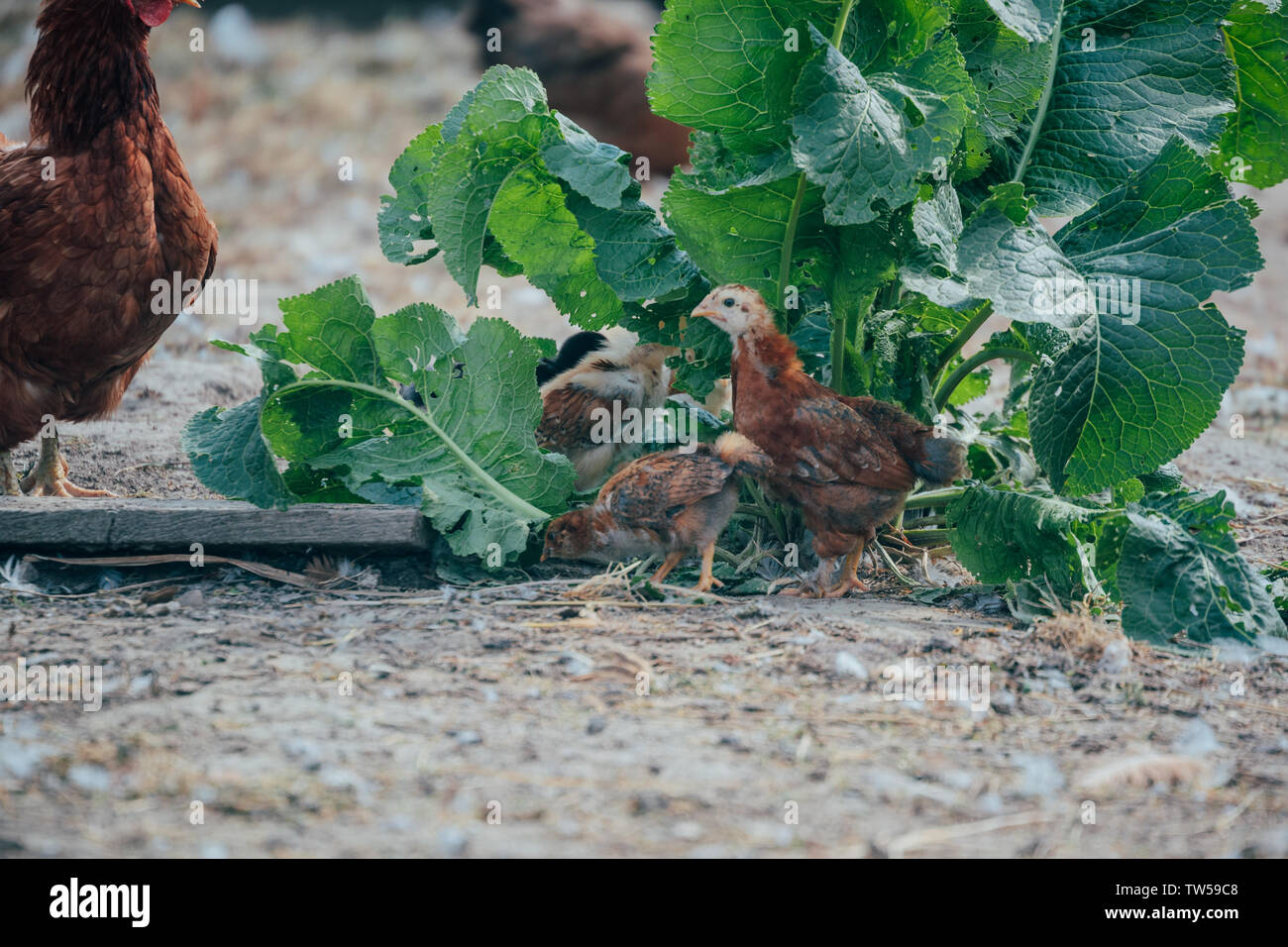 chicken coop with animals in the summer Stock Photo Alamy