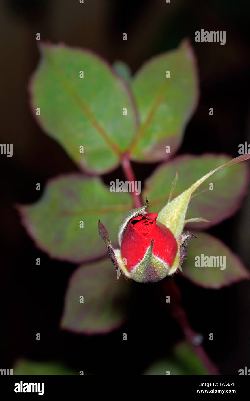 Moon flower bud Stock Photo Alamy