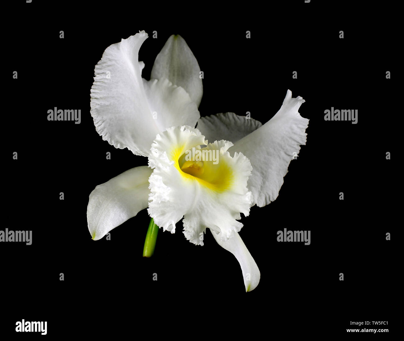 Very large full fragrant ivory-white cattleya flower (Cattleya lueddemanniana alba) with lemon-yellow throat and frilly lips isolated on a black bacgr Stock Photo