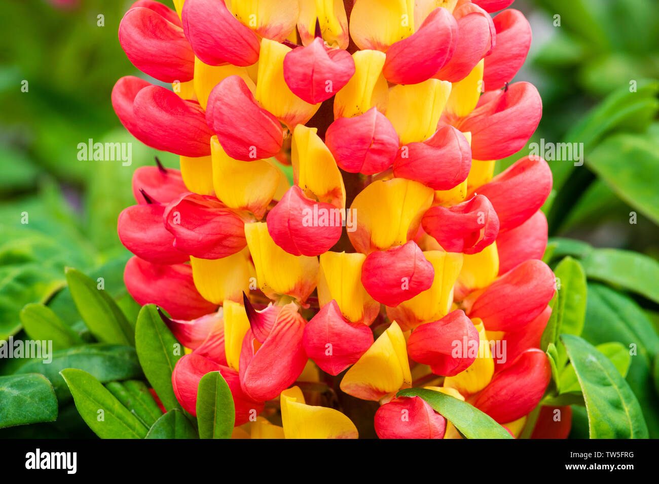Lupin 'Gladiator' flower in the garden, UK. Stock Photo