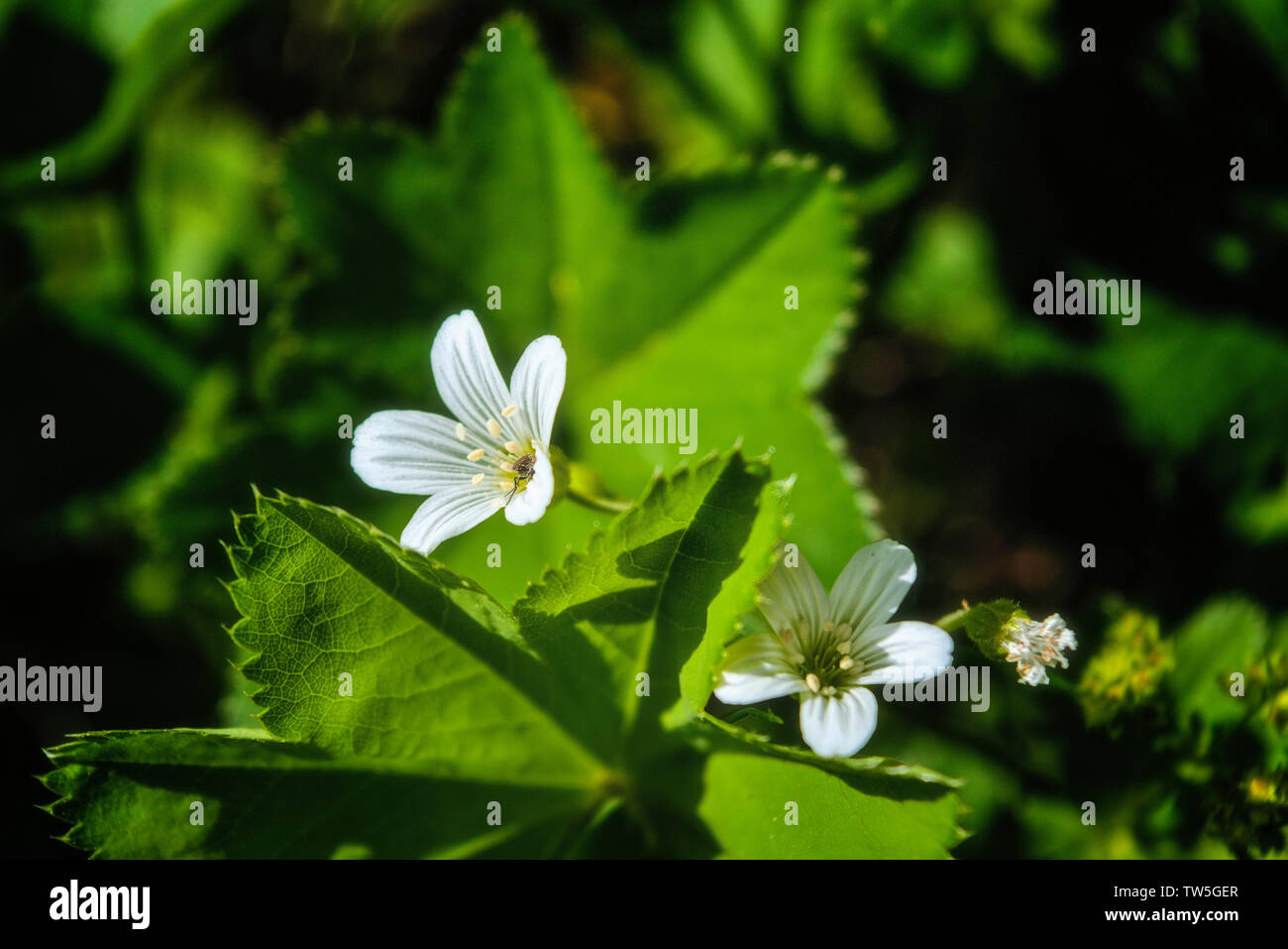 Wild strawberry white flower with blurred green background Stock Photo ...