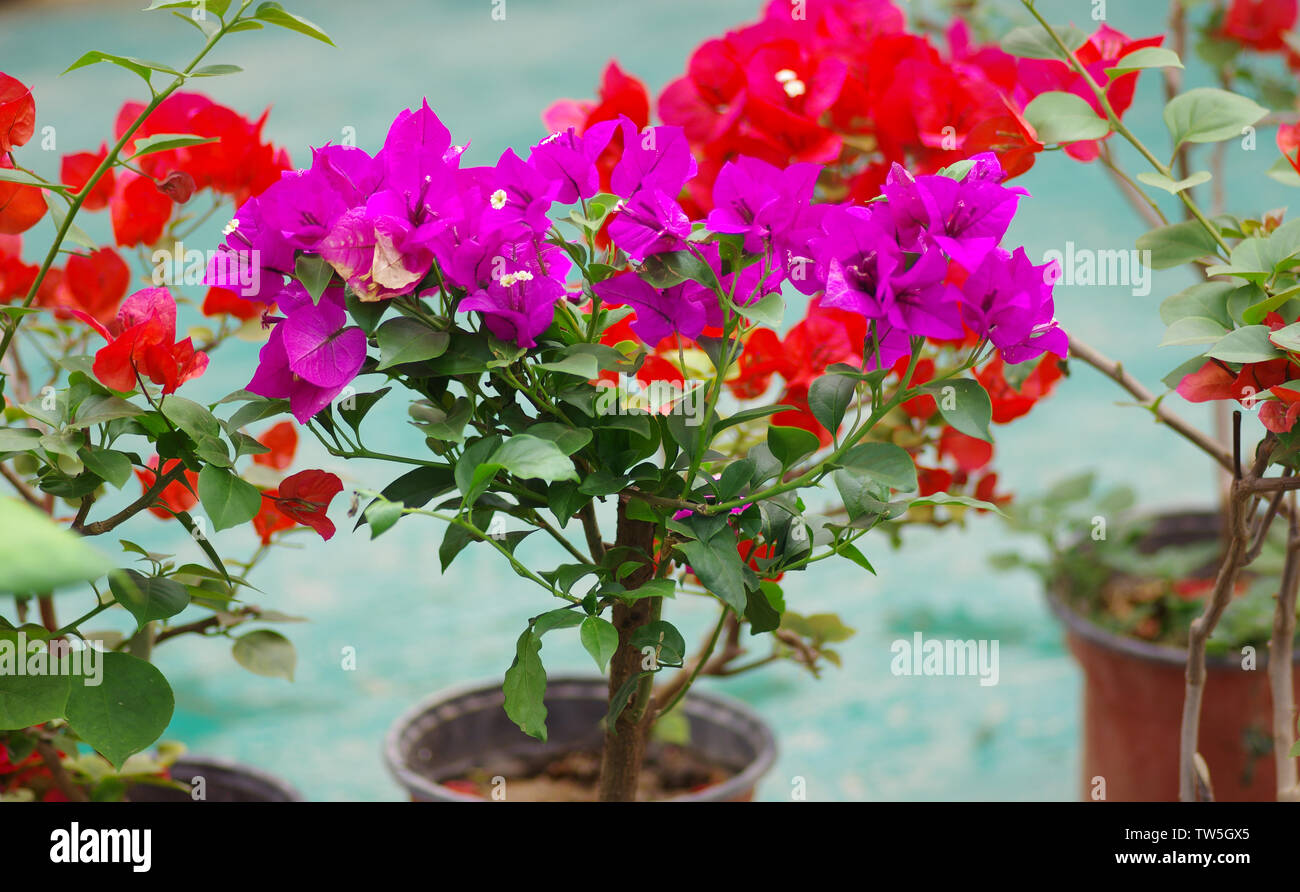 Purple Triangular Plum Stock Photo Alamy