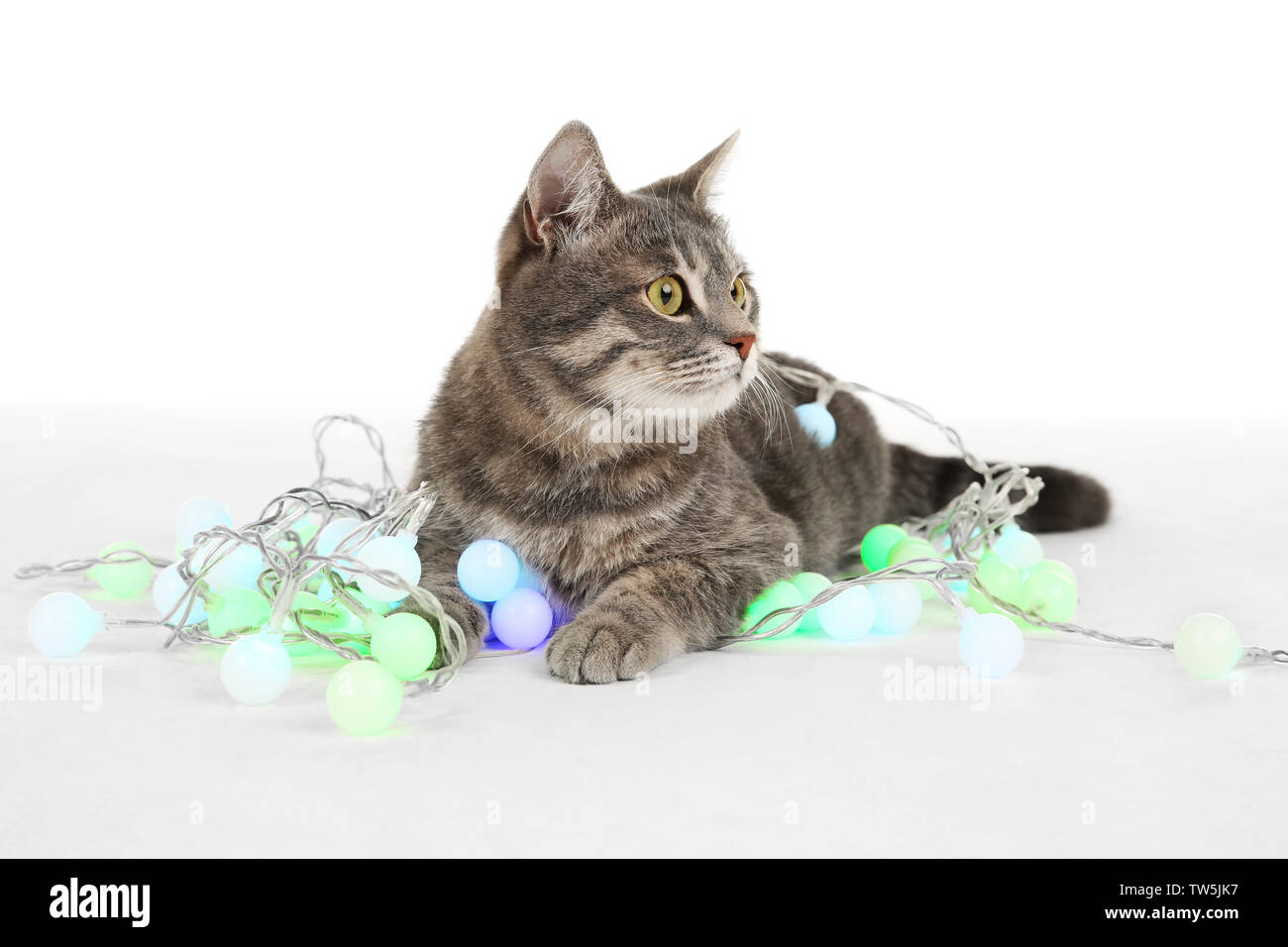 Cute cat with Christmas garland on white background Stock Photo - Alamy