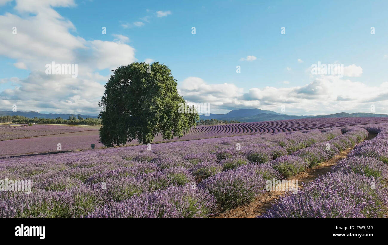 afternoon wide shot of a lavender farm in tasmania, australia Stock Photo
