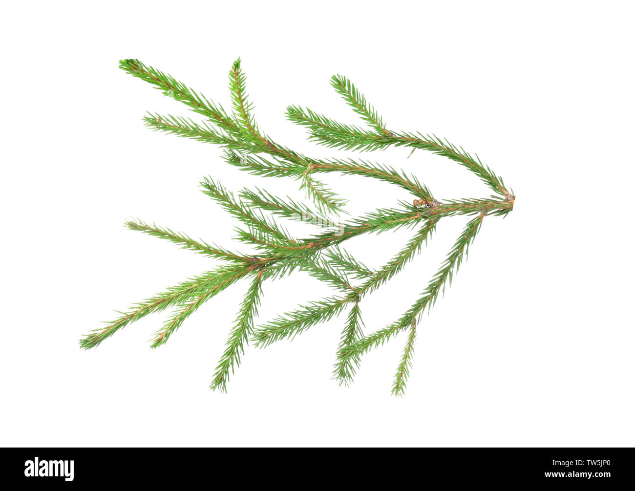 Branch of fir tree on white background Stock Photo - Alamy