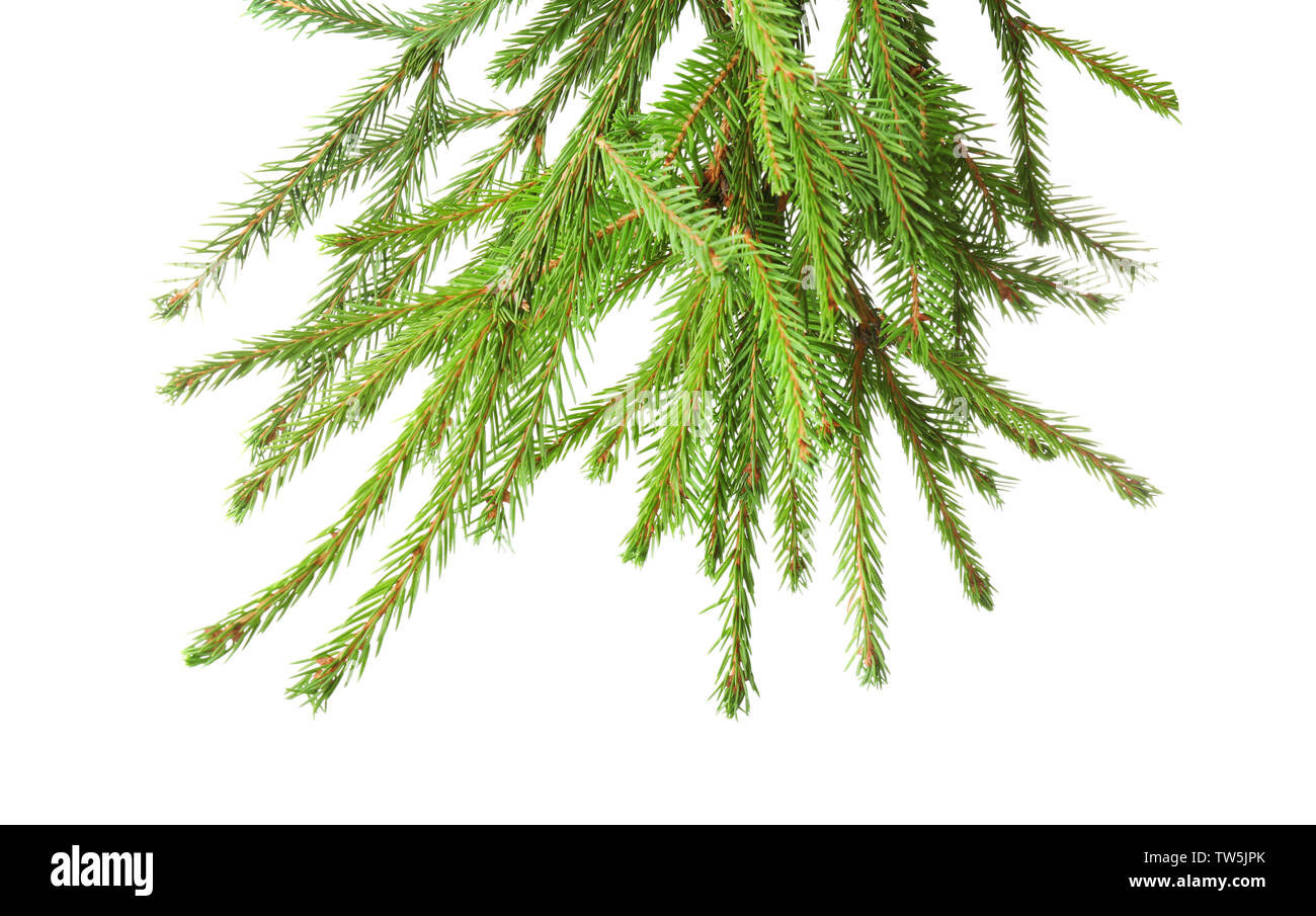 Branches of fir tree on white background Stock Photo - Alamy