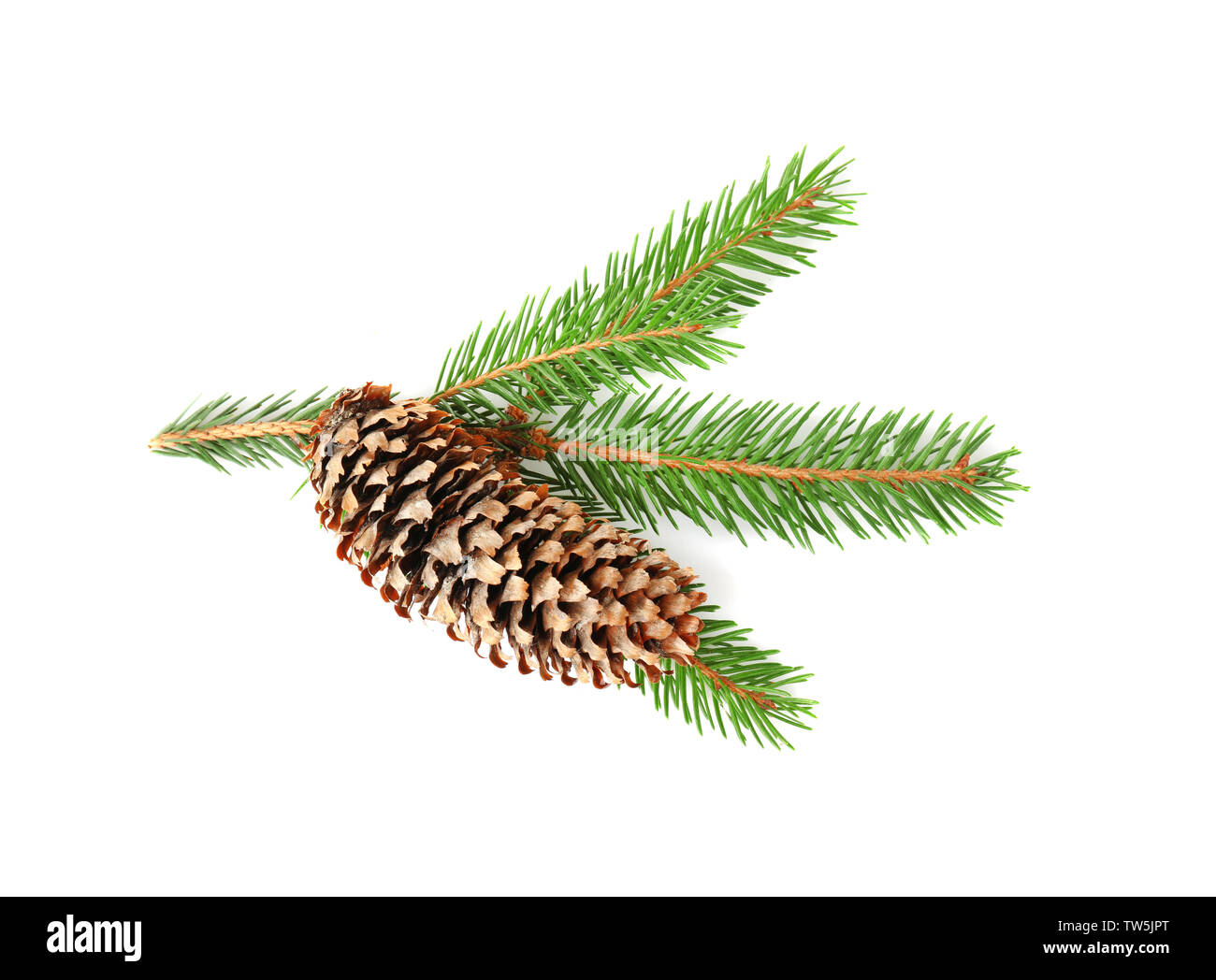 Branch of fir tree and cone on white background Stock Photo - Alamy