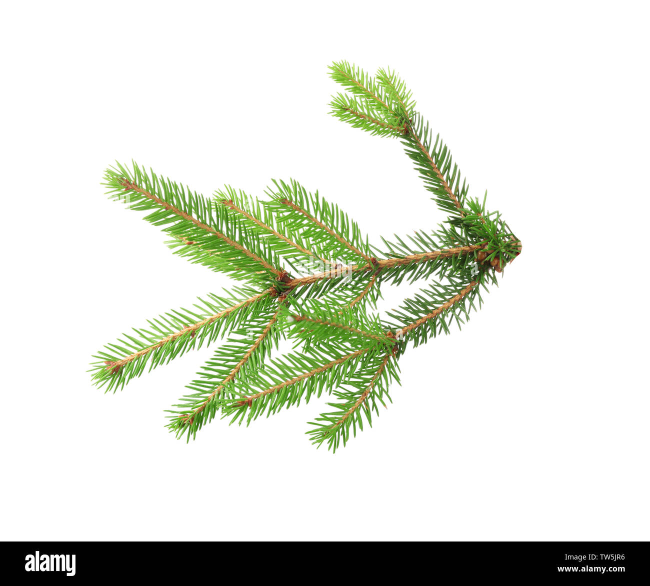 Branch of fir tree on white background Stock Photo - Alamy