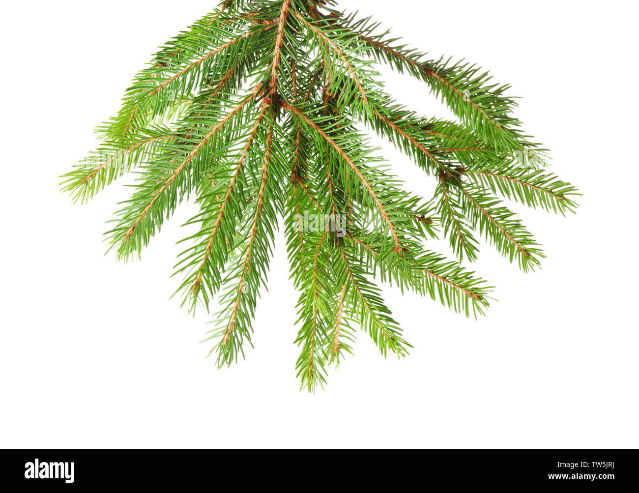 Branches of fir tree on white background Stock Photo - Alamy