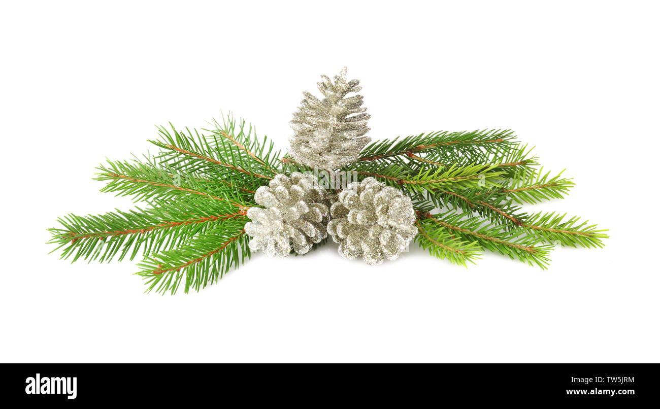 Branches of fir tree and cones on white background Stock Photo
