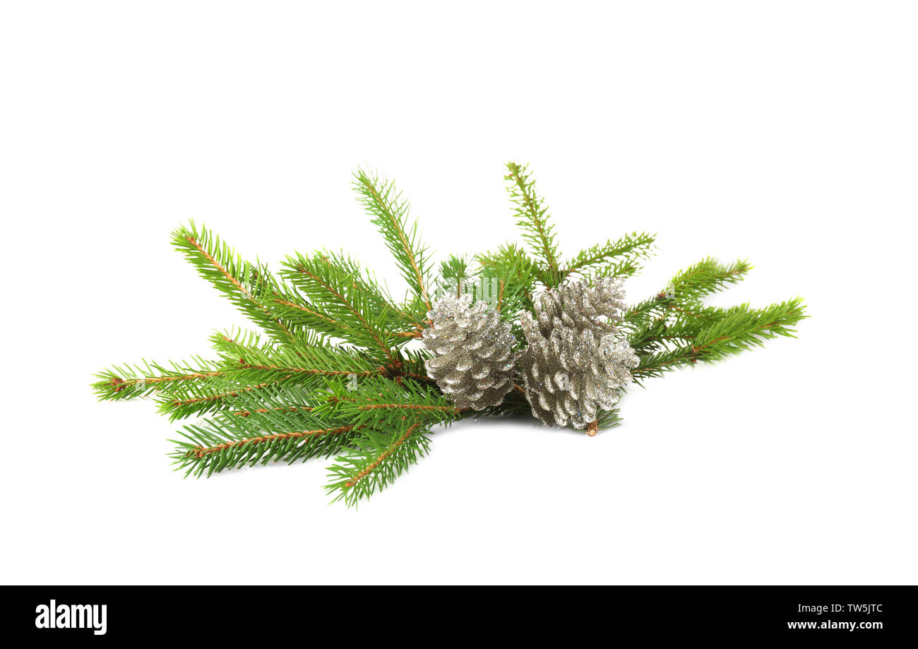 Branches of fir tree and cones on white background Stock Photo - Alamy