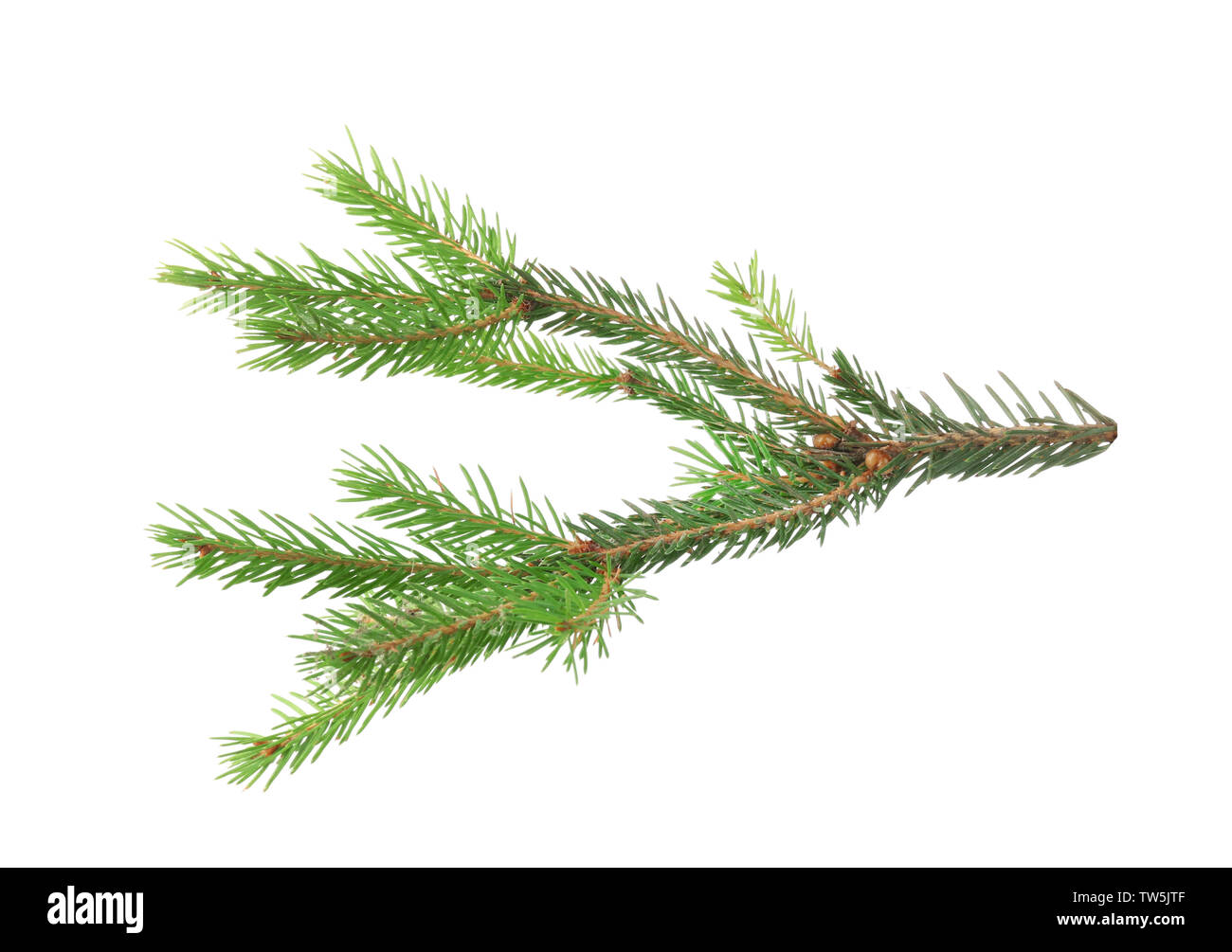 Branch of fir tree on white background Stock Photo - Alamy