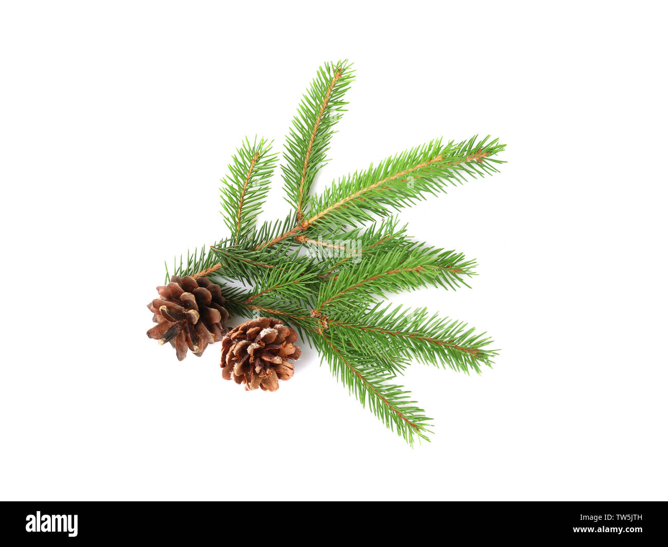 Branches of fir tree and cones on white background Stock Photo - Alamy