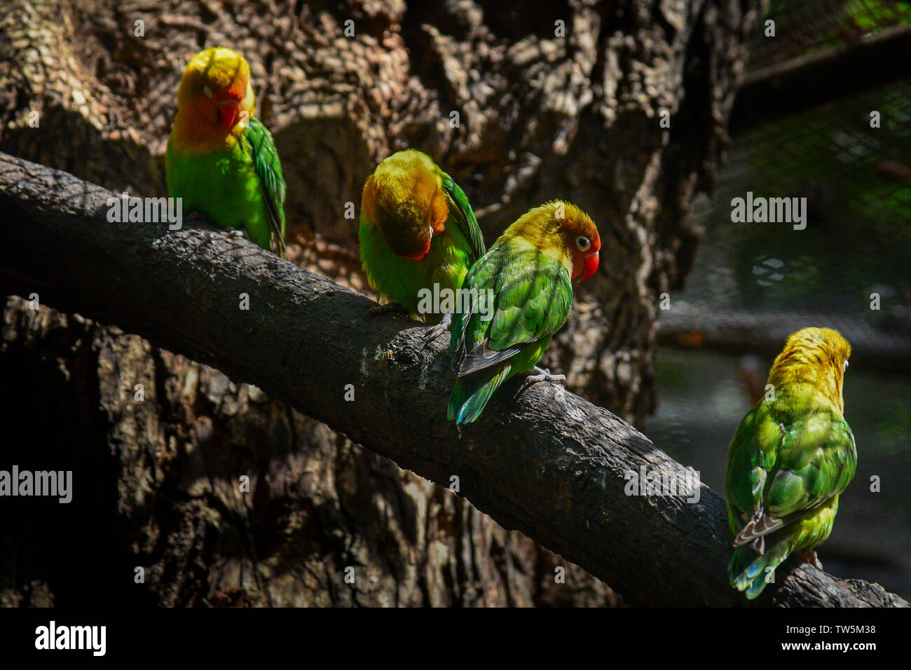 Casela Bird Park Hi res Stock Photography And Images Alamy casela-bird-park-hi-res-stock-photography-and-images-alamy