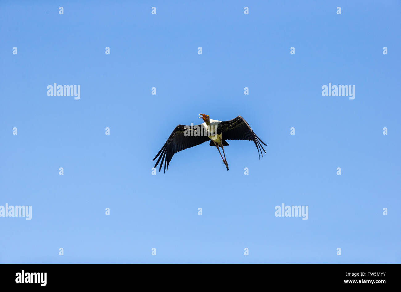 Colorful Storks The colorful stork that survives in the swamps of Sri Lanka Stock Photo ...