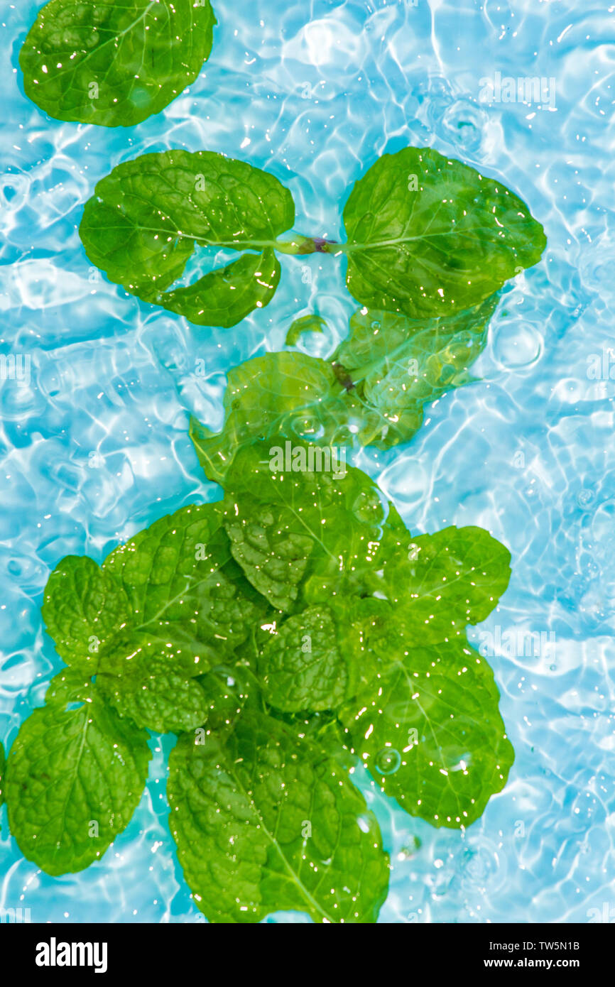 Fresh mint leaves in ice water Stock Photo Alamy