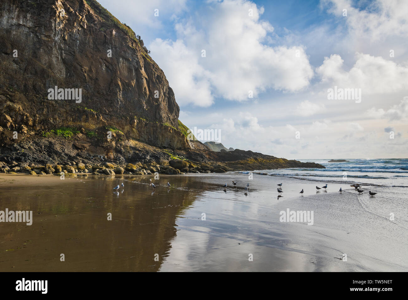High, rugged cliffs, seagulls, blue sky, and puffy white clouds reflected in the wet sands of a beach along the Oregon coast Stock Photo