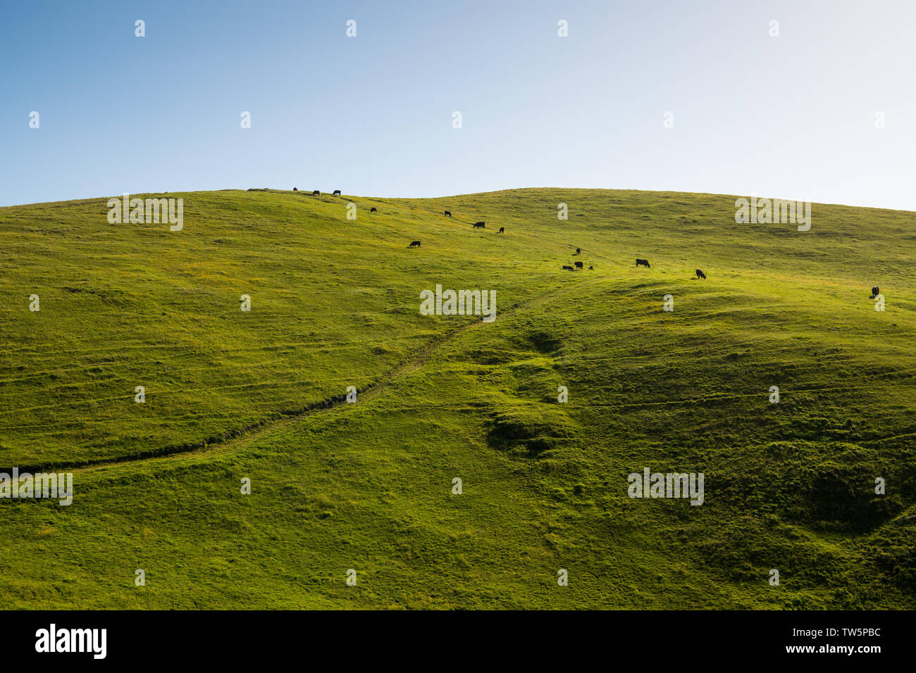 A green, grassy hill terraced by cattle grazing on a ranch with a road