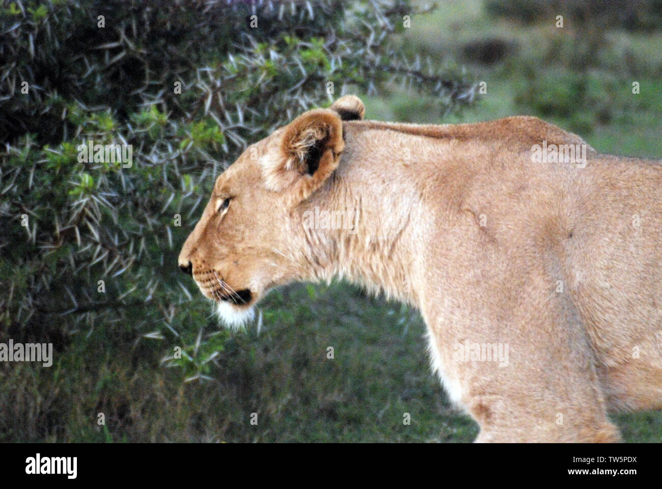 female lion hunting Stock Photo