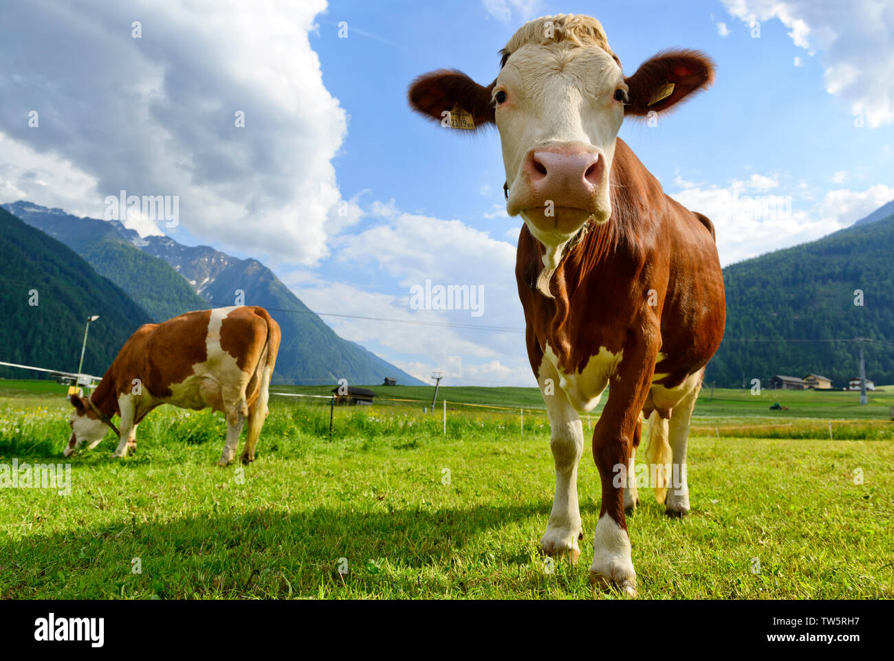 Cow grazing on the Alpine meadow looking in the camera Stock Photo - Alamy