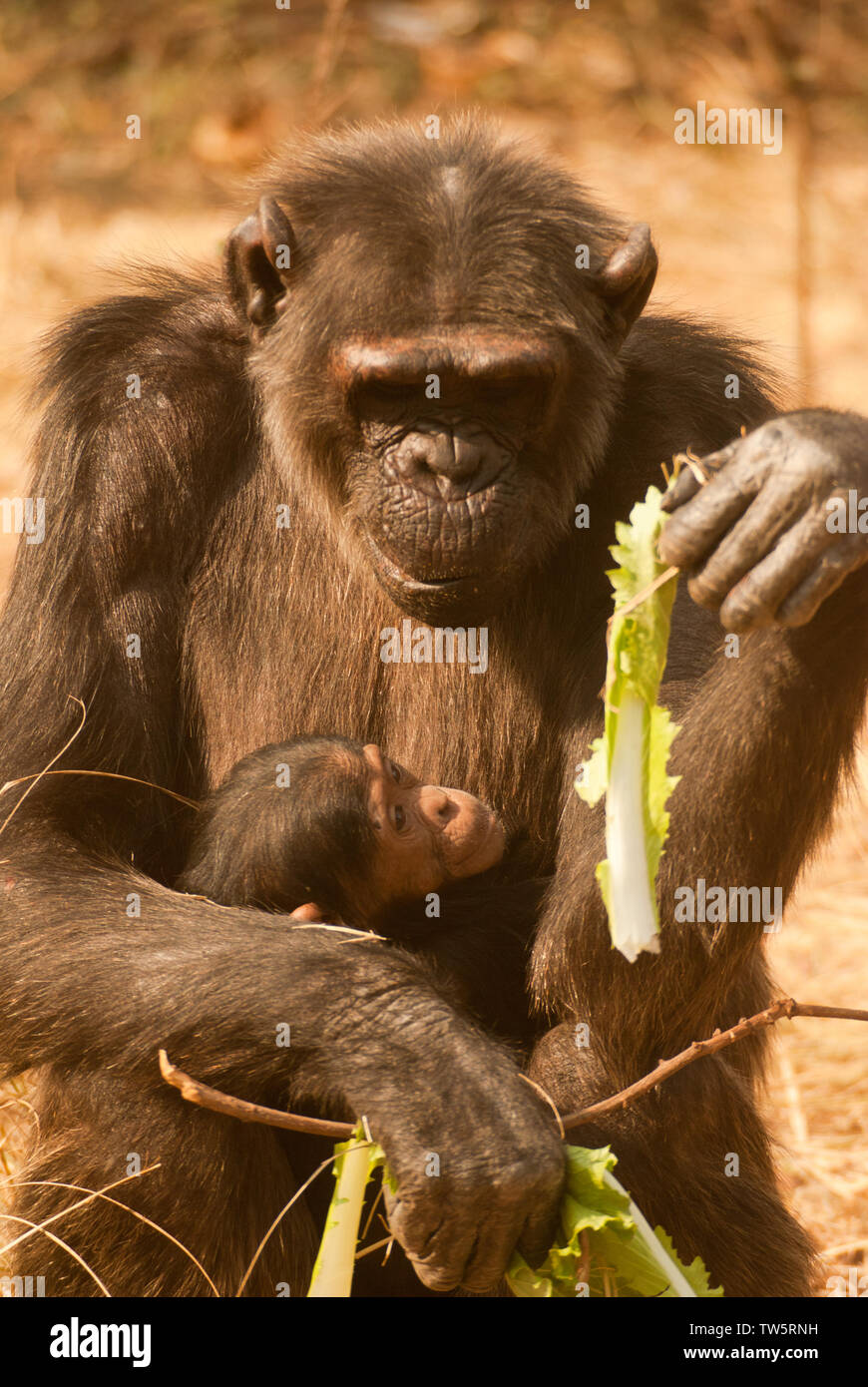 chimpanzee feeding baby with leaf Stock Photo