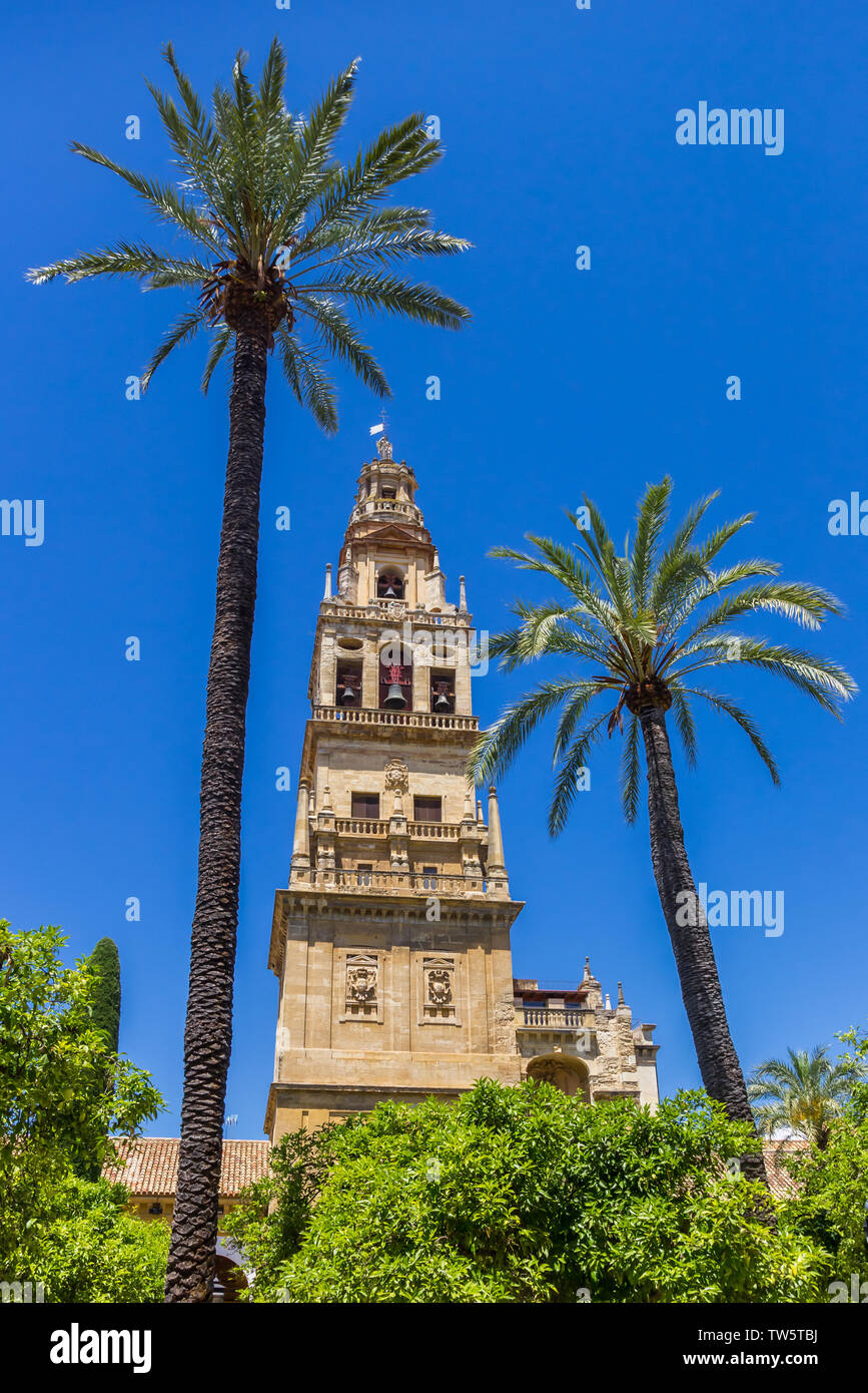 Palm trees and belfry of the mosque cathedral in Cordoba, Spain Stock Photo