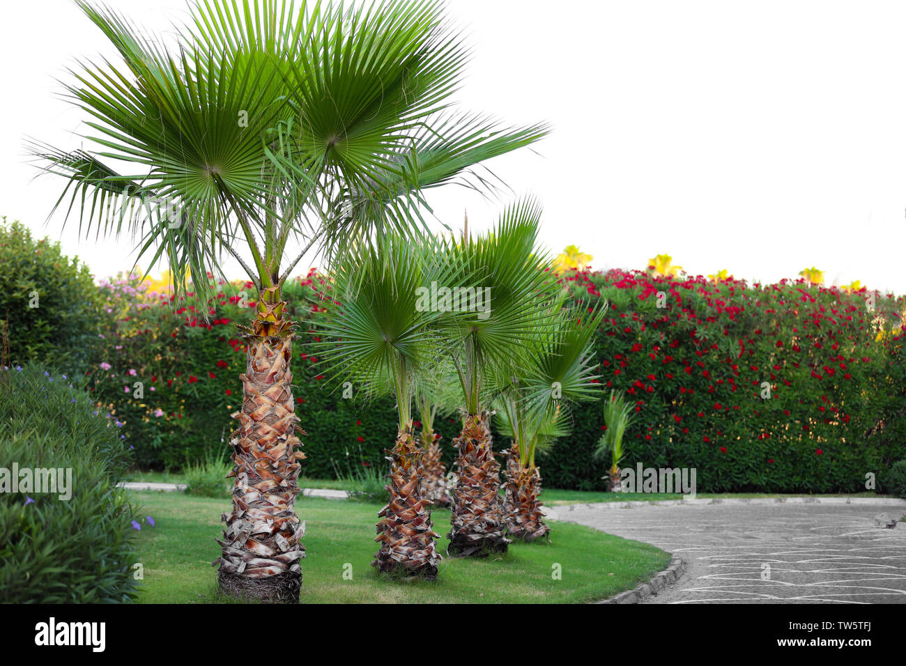 Beautiful tropical palms in garden Stock Photo