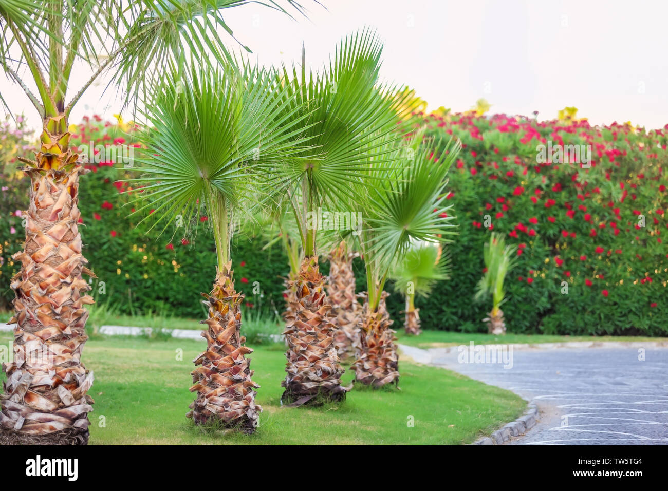 Beautiful tropical palms in garden Stock Photo
